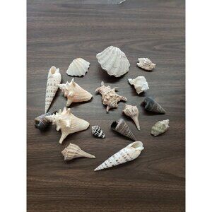 Lot Of 16 Tropical Seashells Variety - Cones, Conchs (Queen, Spider), Clams